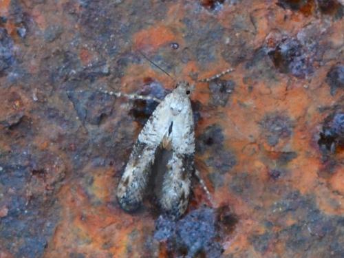 Epermenia chaerophyllella